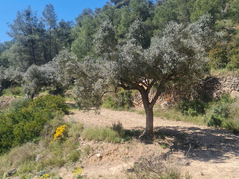 Landejendom i Mora D'ebre, Tarragona - foto 3